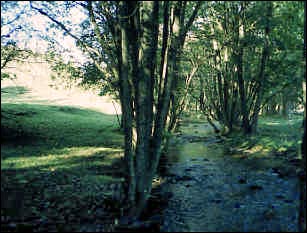 Träd längs vattendrag